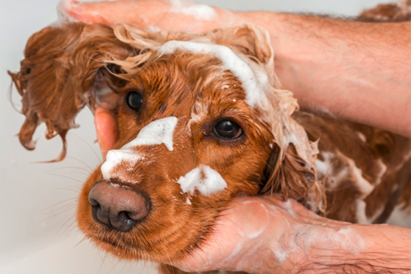 Groomer giving a dog a bath