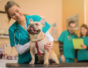 Veterinarian examining dog