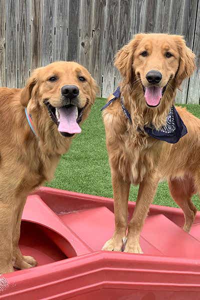 Happy golden retrievers 