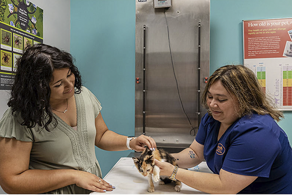 Vet staff examining a cat