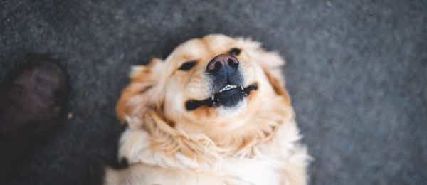 Dog smiling