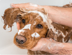 Dog getting groomed