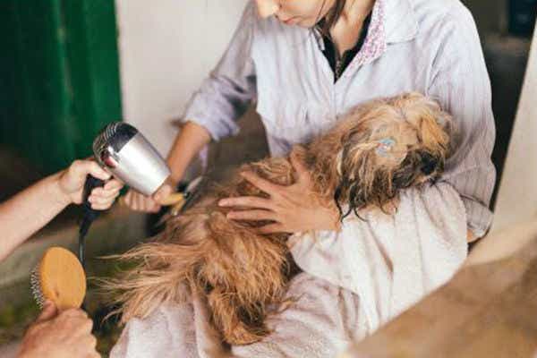 Dog getting a bath