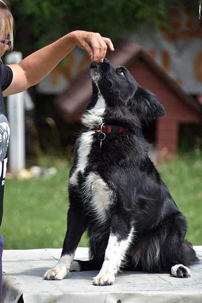 Dog training with treats