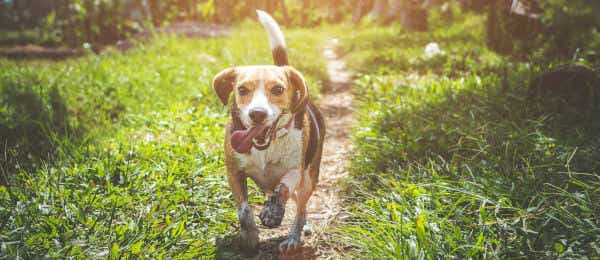 Happy dog in the park