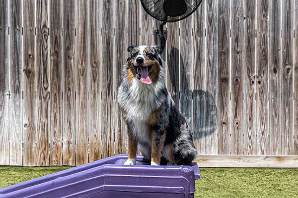 happy dog at daycare